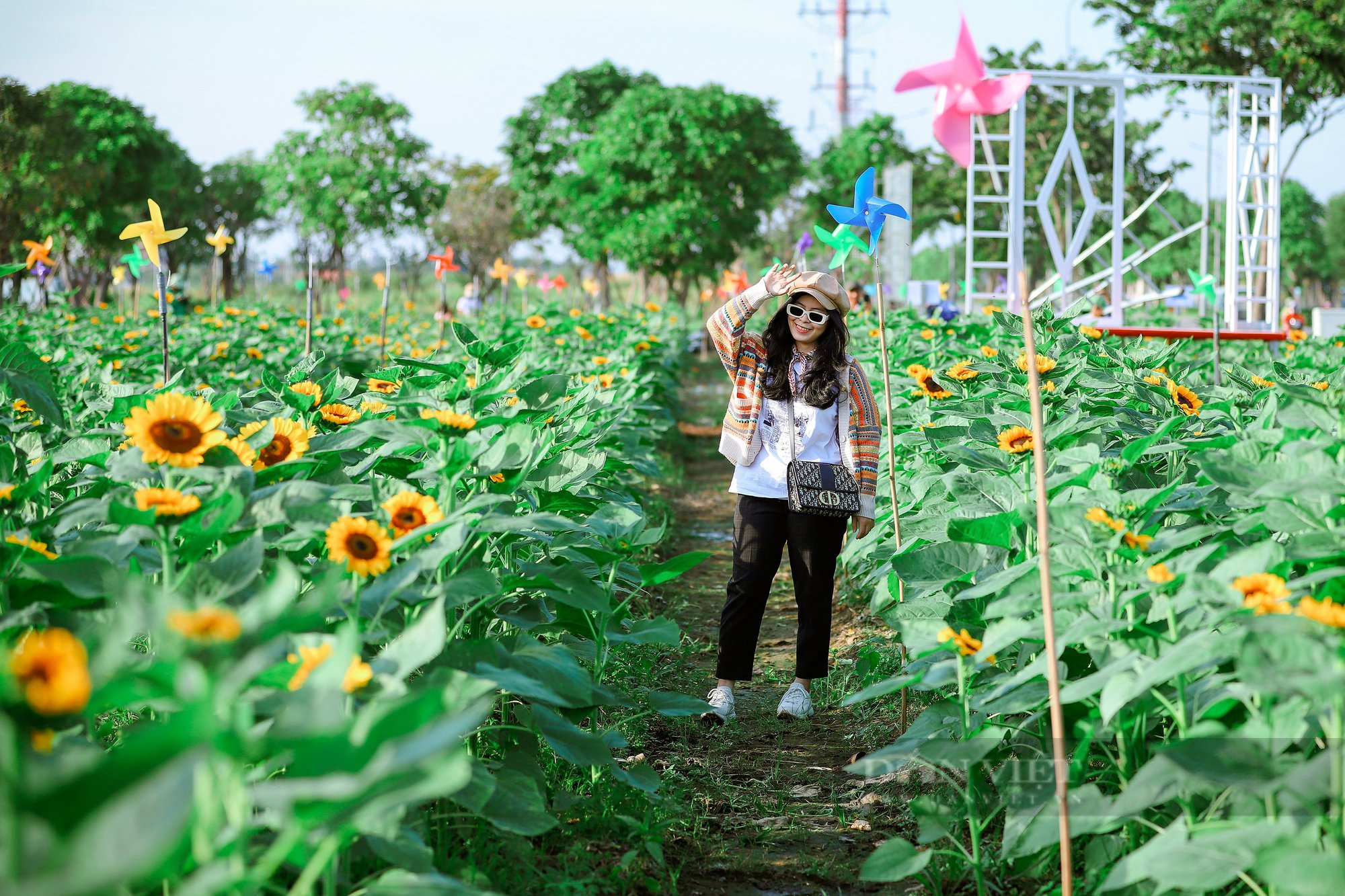 Giới trẻ Sài Gòn rủ nhau check-in vườn hoa hướng dương 12.000m2 ở TP Thủ Đức - Ảnh 1.