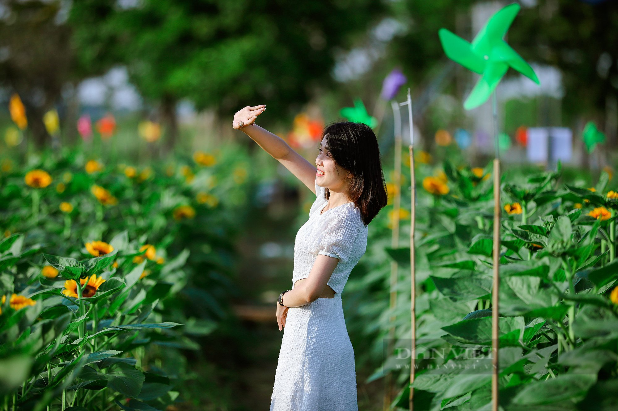 Giới trẻ Sài Gòn rủ nhau check-in vườn hoa hướng dương 12.000m2 ở ...