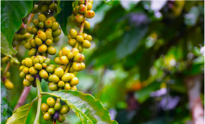 Giá cà phê tiếp nối đà phục hồi, cà phê nội tăng tới 500 đồng/kg - Ảnh 2.