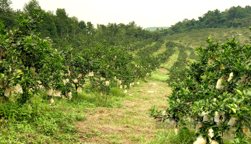 Giá bán tăng cao, nhiều trại cam Vinh ở Nghệ An găm hàng chờ Tết - Ảnh 4.