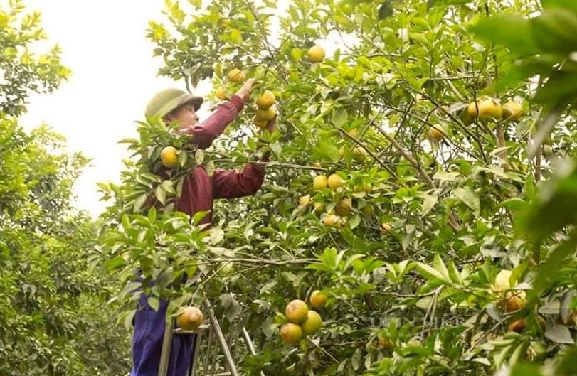 Giá bán tăng cao, nhiều trại cam Vinh ở Nghệ An găm hàng chờ Tết - Ảnh 3.