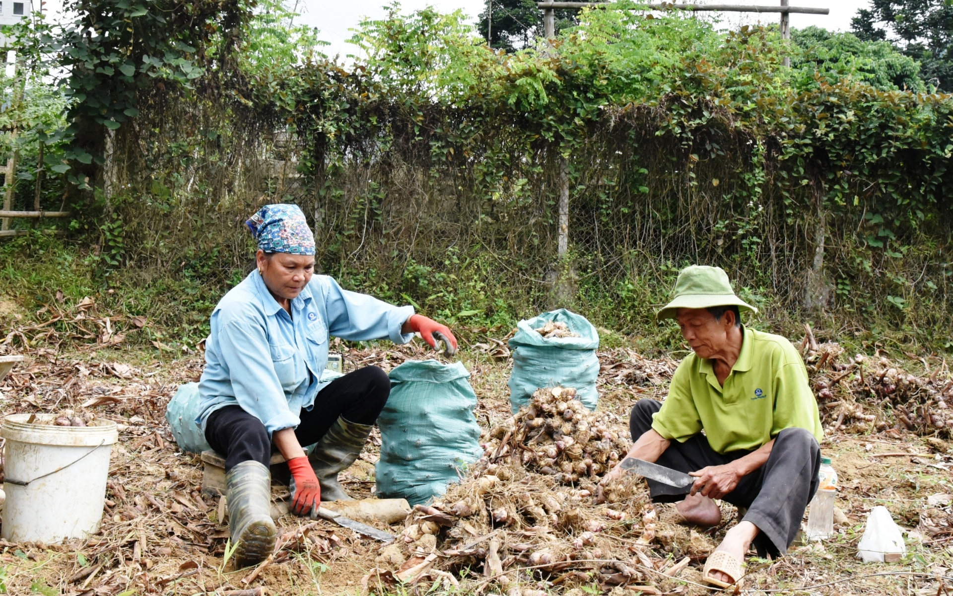 Cây dong riềng ở Bắc Kạn đào lên vô số củ, vì sao người ta nói trồng nhiều cũng như không?