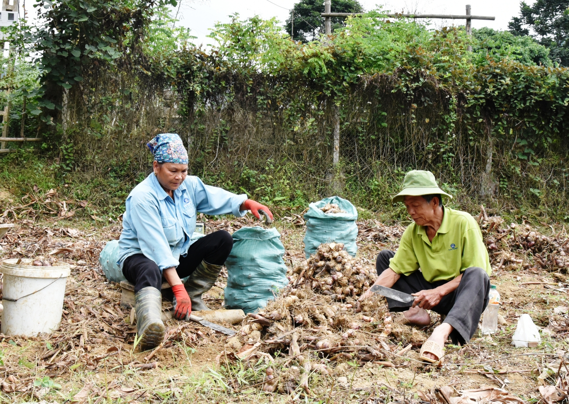 Cây dong riềng ở Bắc Kạn đào lên vô số củ, vì sao người ta nói trồng nhiều cũng như không? - Ảnh 1.