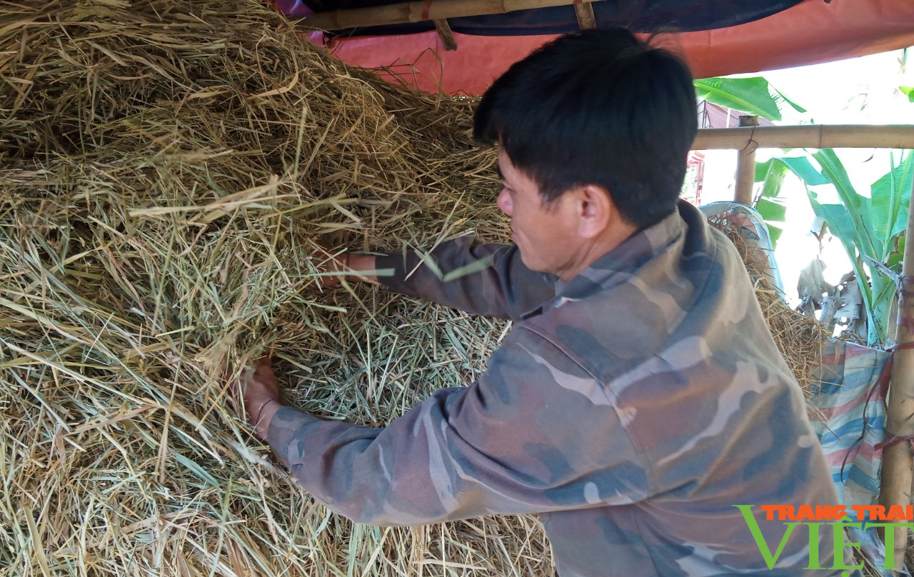 Phù Yên (Sơn La): Chủ động phòng chống đói, rét cho đàn gia súc - Ảnh 5.