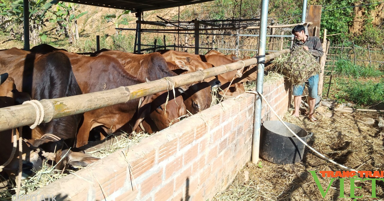 Phù Yên (Sơn La): Chủ động phòng chống đói, rét cho đàn gia súc - Ảnh 6.