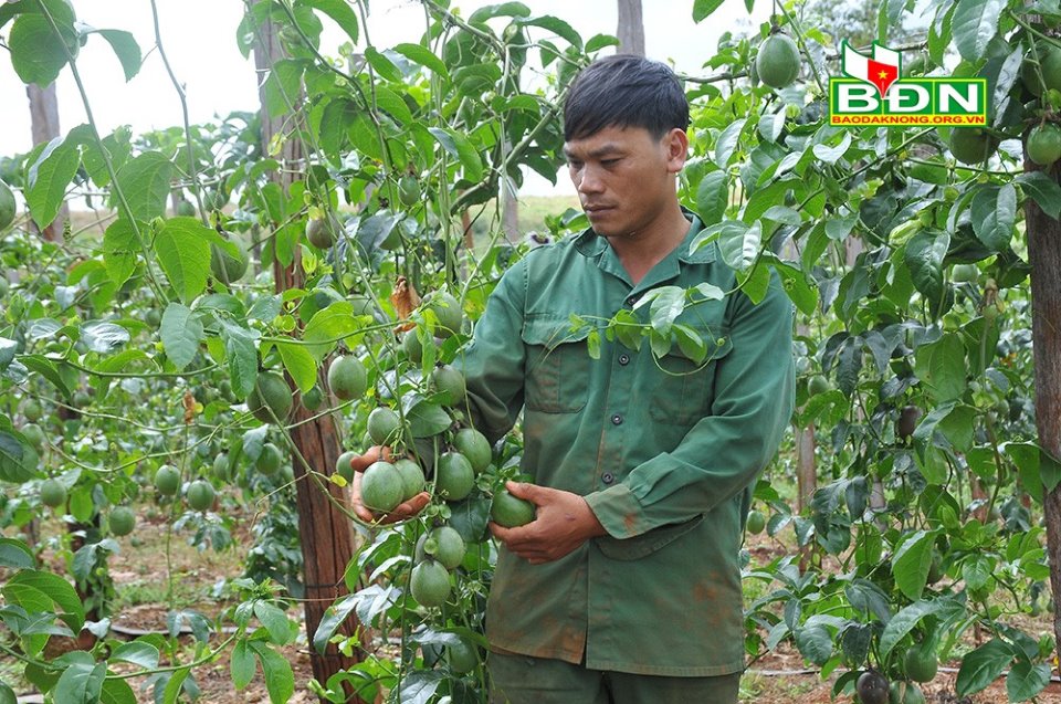 Loại cây dây leo treo quả đếm không kịp này gặp thời bán được giá khiến nông dân Đắk Nông trúng lớn - Ảnh 2.