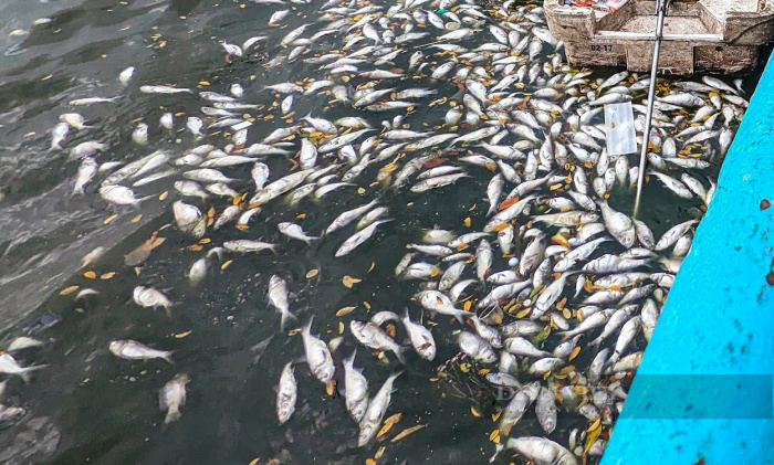 Chuyên gia Nhật Bản chỉ rõ nguyên nhân thật sự vì sao cá chết liên tục nổi trắng góc hồ Tây  - Ảnh 1.