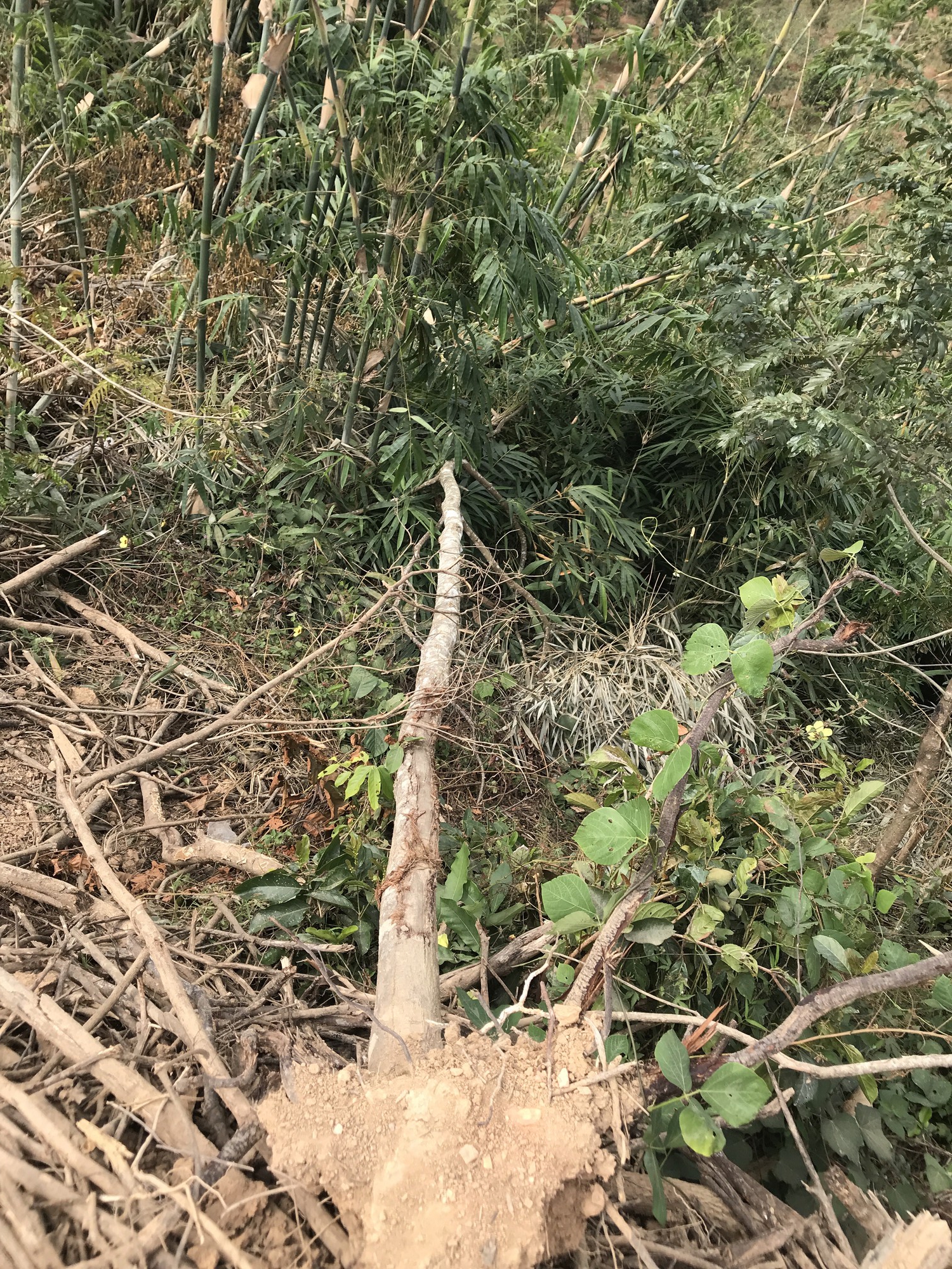 Đắk Lắk: Doanh nghiệp múc rừng phòng hộ để làm đường - Ảnh 3.