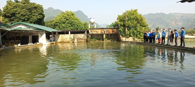 Nữ tỷ phú này ở Lào Cai nuôi con gì dưới ao mà bao người đến xem, năm nào cũng thu tiền tỷ? - Ảnh 2.