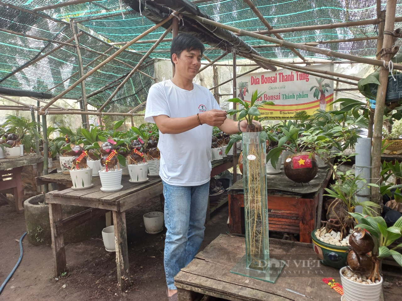 Độc lạ cây dừa bonsai chơi Tết có bộ rễ trắng dài cả mét ở TP.HCM - Ảnh 1.
