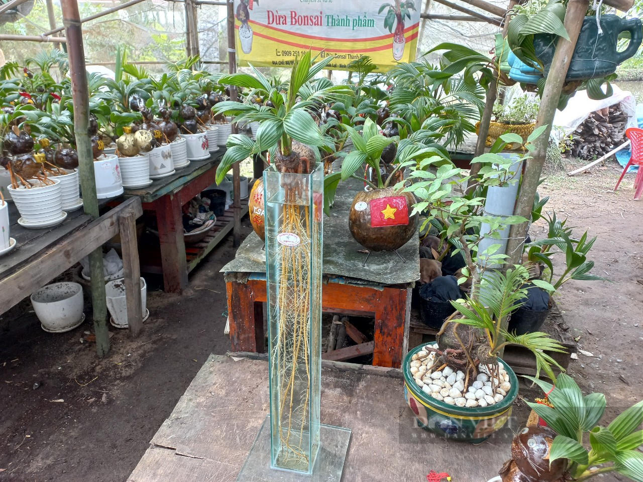Độc lạ cây dừa bonsai chơi Tết có bộ rễ trắng dài cả mét ở TP.HCM - Ảnh 2.