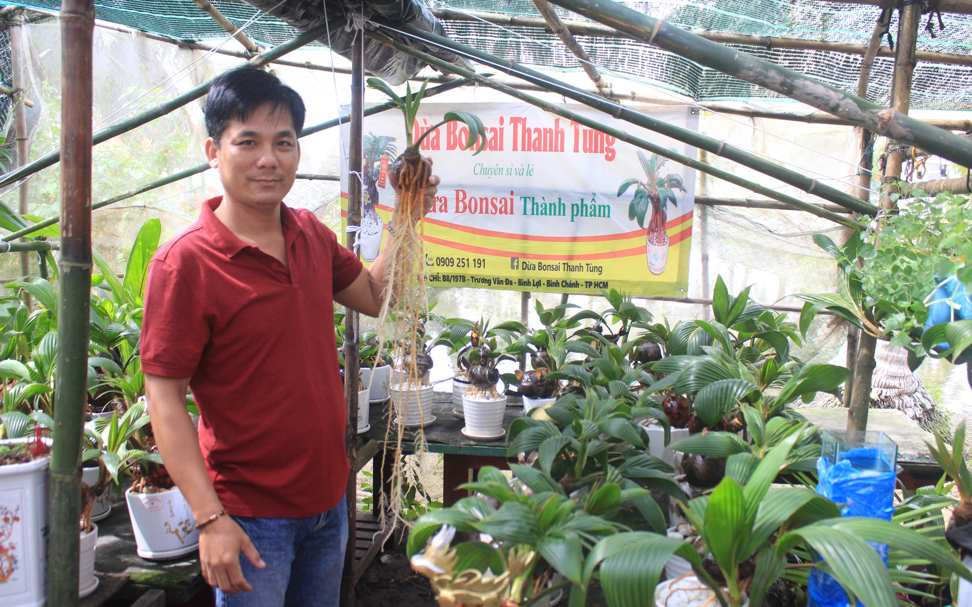 Độc lạ cây dừa bonsai chơi Tết có bộ rễ trắng nõn dài cả mét ở TP.HCM
