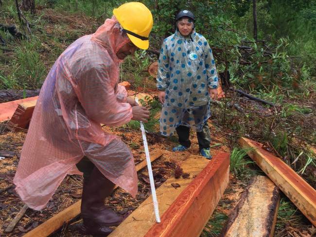 Lâm Đồng: Cảnh cáo Phó Chủ tịch huyện Đam Rông vì để phá rừng gây hậu quả nghiêm trọng  - Ảnh 2.