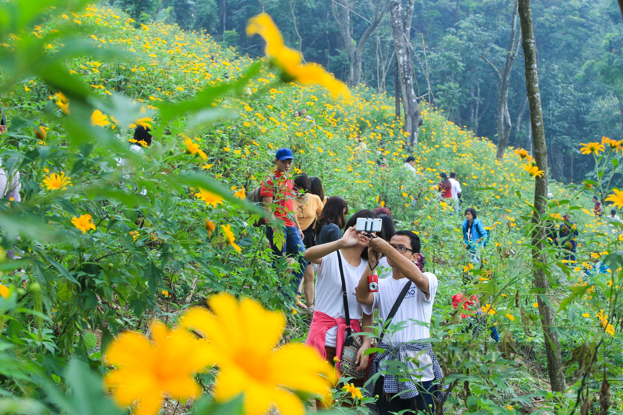 Ngắm loài hoa màu vàng óng tại nơi cao nhất Hà Nội - Ảnh 5.