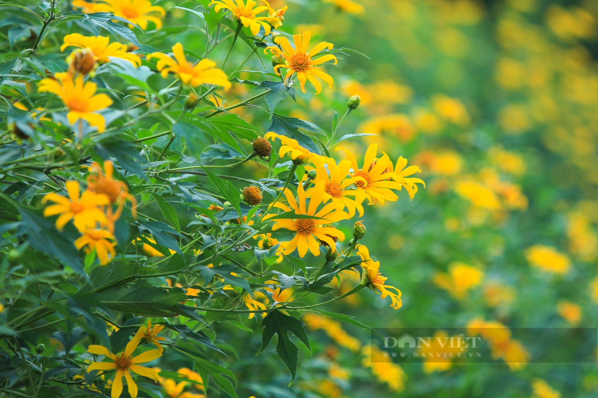 Ngắm loài hoa màu vàng óng tại nơi cao nhất Hà Nội - Ảnh 8.