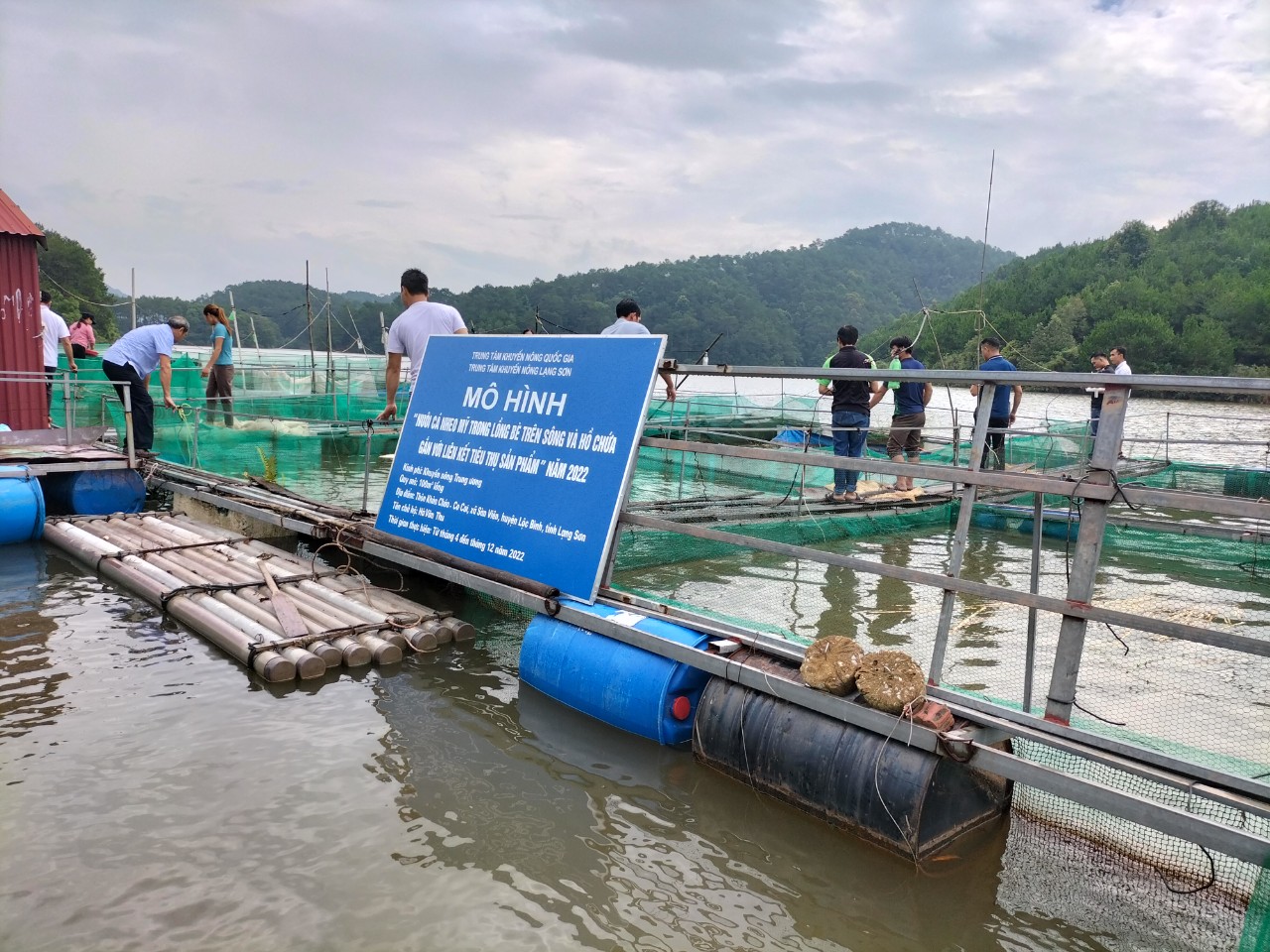 Nuôi cá nheo Mỹ trên sông, hồ chứa nước ngọt ở Lạng Sơn, cứ 1 lồng bắt lên hơn 1,4 tấn - Ảnh 2.