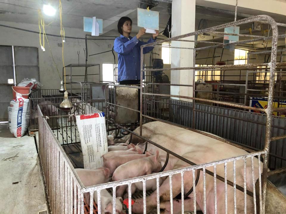 Giá thịt lợn dịp Tết Quý Mão sẽ không tăng đột biến - Ảnh 1.