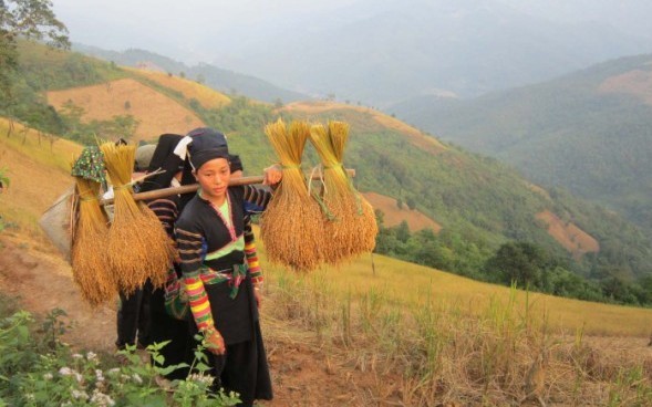Đây là loại hạt thơm bao đời nay dân làng này ở Cao Bằng vẫn giữ giống để trồng, nghe tên đã thấy thơm