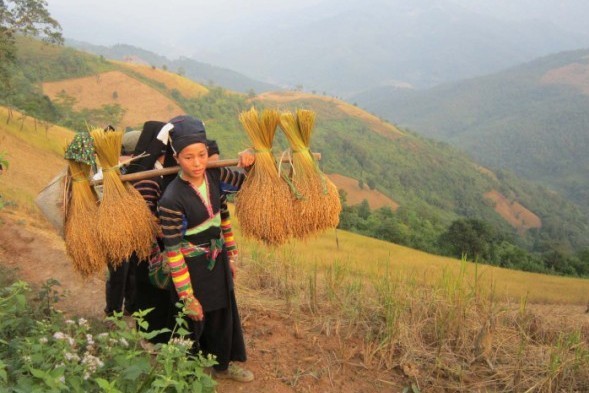 Đây là loại hạt thơm bao đời nay dân làng này ở Cao Bằng vẫn giữ giống để trồng, nghe tên đã thấy thơm - Ảnh 1.