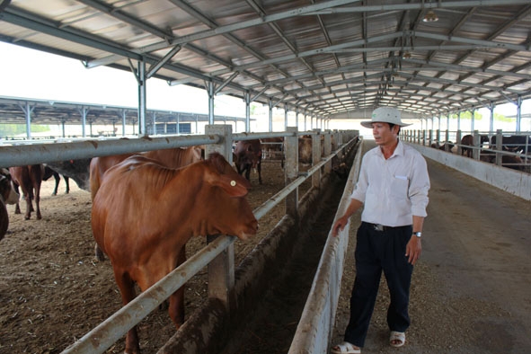  Đắk Lắk: DA chăn nuôi đại gia súc hướng thịt, chủ đầu tư lỗ chồng lỗ, thế chấp cả bò, bê tại nhà băng - Ảnh 1.