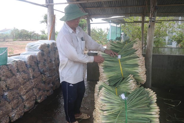 Trồng thứ cây đứng trên bờ nhìn chả khác cỏ dại, nông dân vùng đất nhiễm mặn Tiền lãi cao gấp 3 lần trồng lúa - Ảnh 3.