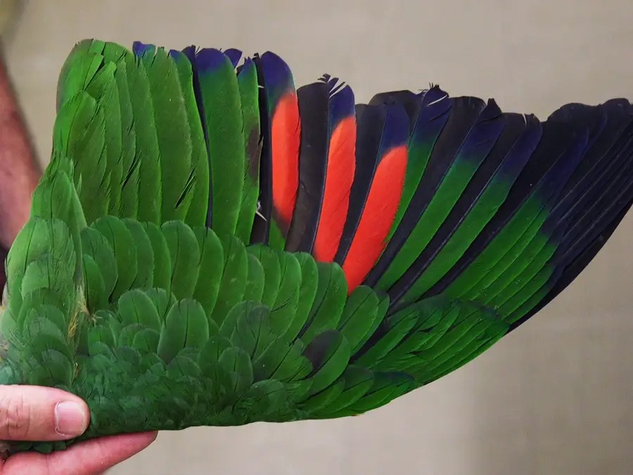 Chiêm ngưỡng bộ sưu tập chim lớn bậc nhất thế giới - Ảnh 12.