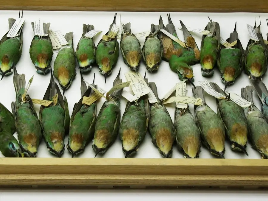 Chiêm ngưỡng bộ sưu tập chim lớn bậc nhất thế giới - Ảnh 2.