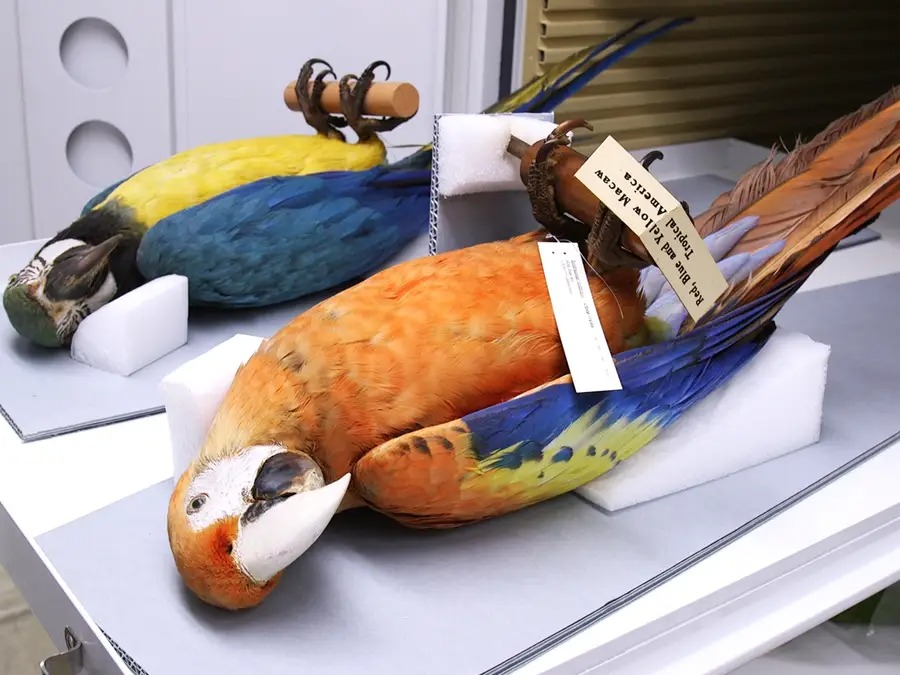 Chiêm ngưỡng bộ sưu tập chim lớn bậc nhất thế giới - Ảnh 6.