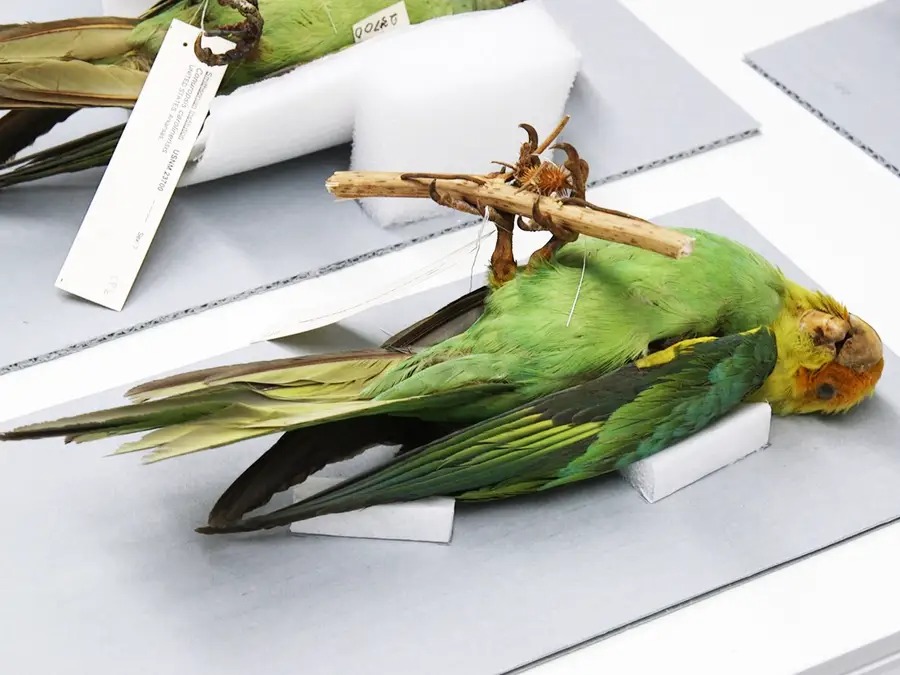 Chiêm ngưỡng bộ sưu tập chim lớn bậc nhất thế giới - Ảnh 7.