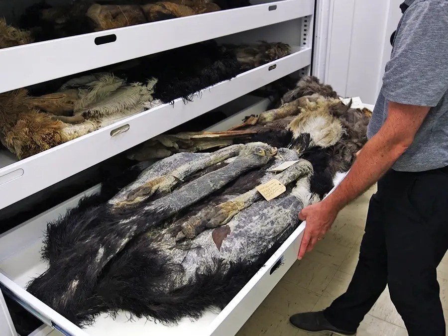 Chiêm ngưỡng bộ sưu tập chim lớn bậc nhất thế giới - Ảnh 8.