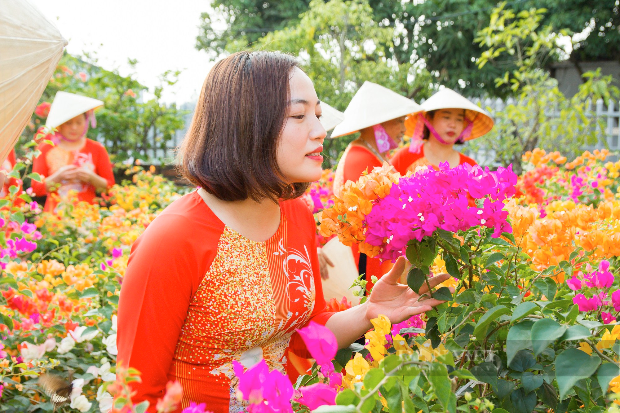 Thanh niên nông thôn thế hệ 8X làm vườn hoa giấy nhiều màu sắc cho du khách “check in” miễn phí để bán cây - Ảnh 6.