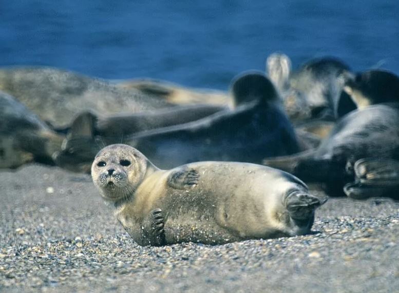 Gần 2.000 con hải cẩu quý hiếm chết một cách bí ẩn trên bờ biển Nga - Ảnh 1.