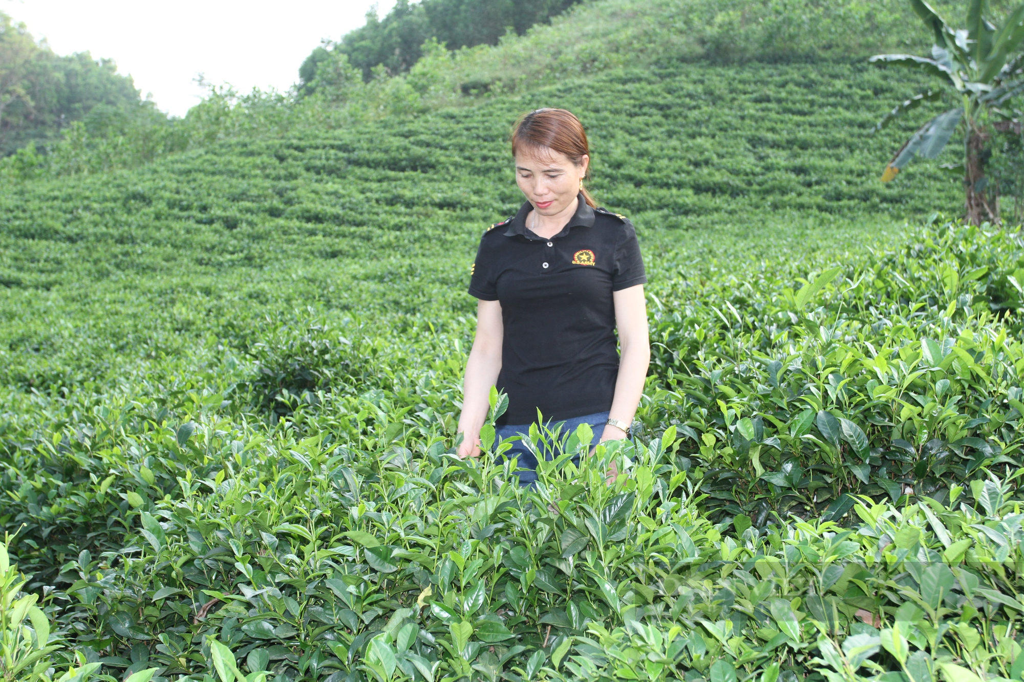 Chị nông dân Thái Nguyên làm ra loại chế phẩm sinh học phun cho cây chè, cây nào cũng xanh mướt, không lo sâu bệnh - Ảnh 2.