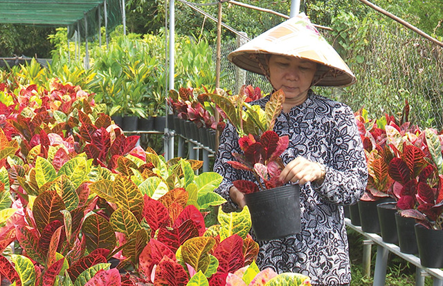 Trồng cây cảnh lạ có 6 màu, hoa trang đỏ rực như lửa, nhà vườn Sa Đéc bán chạy quanh năm - Ảnh 1.
