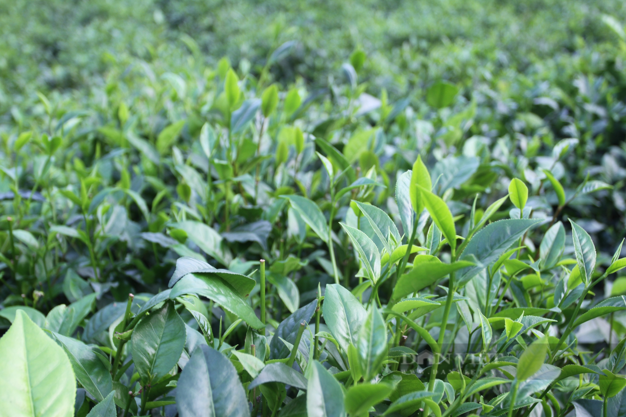 Chị nông dân Thái Nguyên làm ra loại chế phẩm sinh học phun cho cây chè, cây nào cũng xanh mướt, không lo sâu bệnh - Ảnh 6.