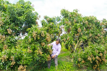 Trồng &quot;thập cẩm&quot;, nuôi cũng &quot;thập cẩm&quot;, ông nông dân Vĩnh Long thu hơn 1 tỷ/năm - Ảnh 1.