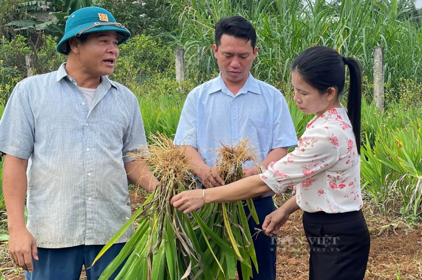 Rẻ quạt là loại cây dược liệu gì mà giúp nông dân huyện Nghĩa Đàn, Nghệ An có thu nhập cực khủng - Ảnh 2.