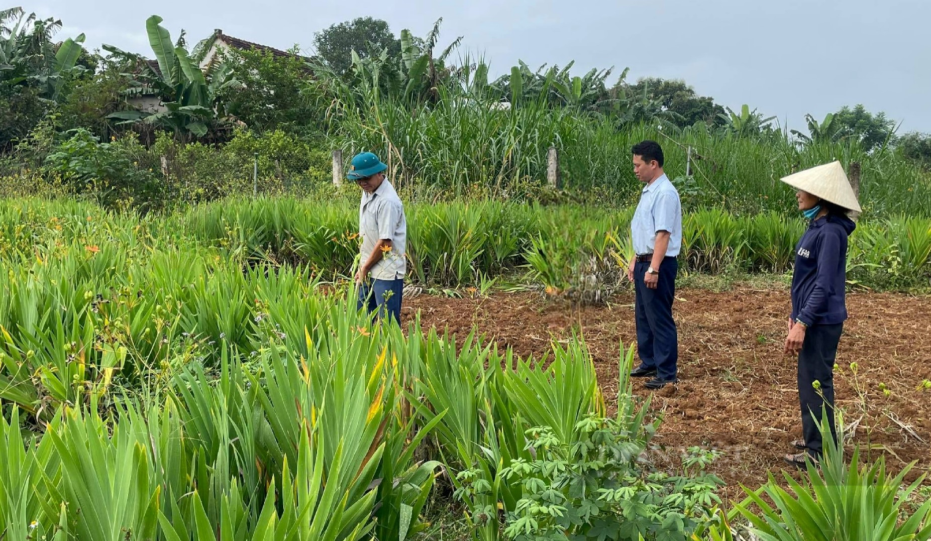 Rẻ quạt là loại cây dược liệu gì mà giúp nông dân huyện Nghĩa Đàn, Nghệ An có thu nhập cực khủng - Ảnh 1.
