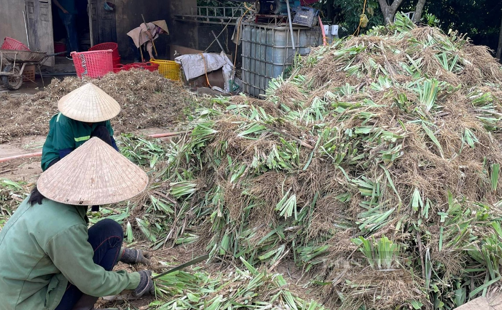 Rẻ quạt là loại cây dược liệu gì mà giúp nông dân huyện Nghĩa Đàn, Nghệ An có thu nhập cực khủng - Ảnh 4.