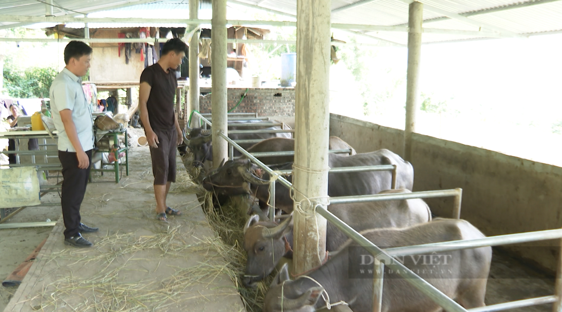 Nông dân Lai Châu nuôi gia súc vỗ béo đút túi trăm triệu trên năm - Ảnh 2.
