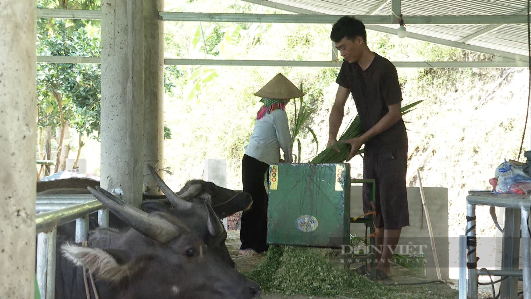 Nông dân Lai Châu nuôi gia súc vỗ béo đút túi trăm triệu trên năm - Ảnh 4.