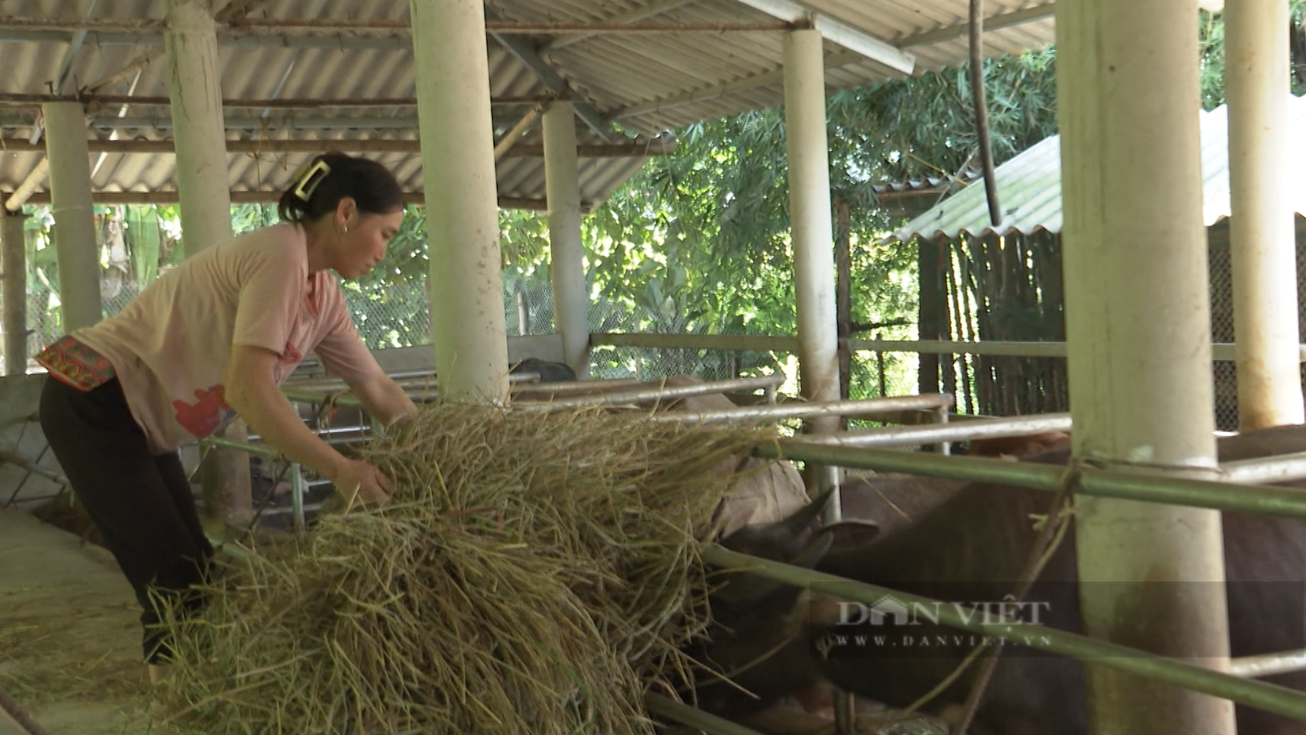 Nông dân Lai Châu nuôi gia súc vỗ béo đút túi trăm triệu trên năm - Ảnh 5.