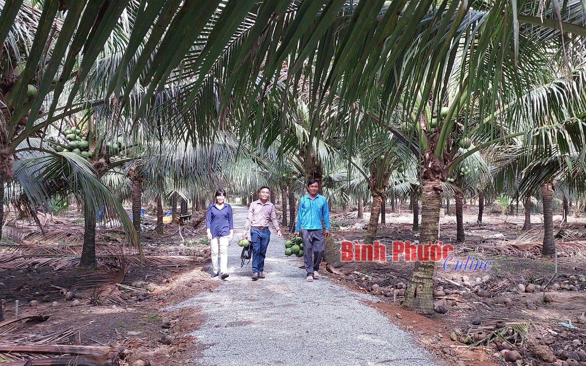 Trồng dừa Indonesia trên đất Bình Phước, nông dân này thu tiền tỷ - Ảnh 1.