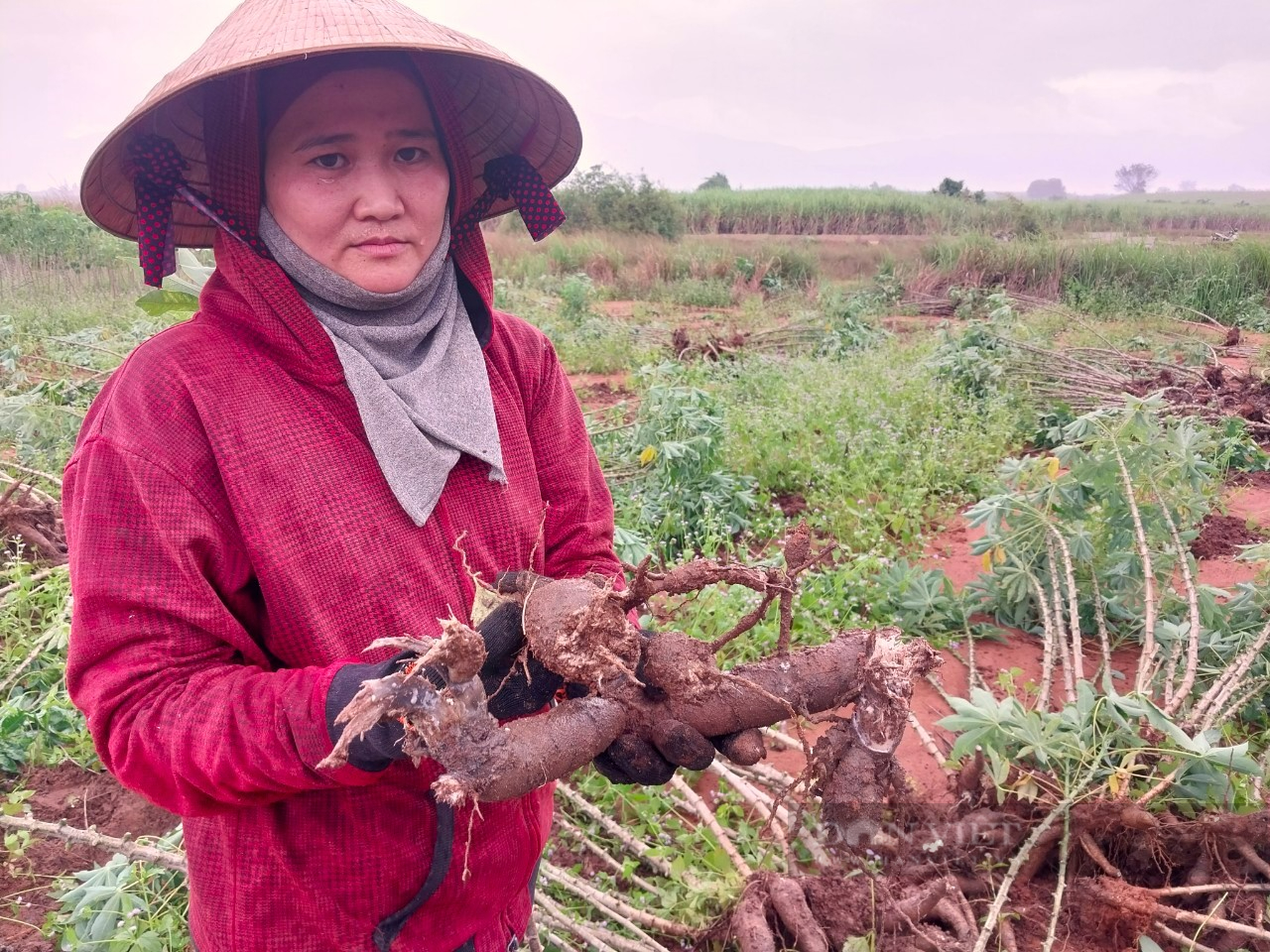 Ninh Thuận: Nông dân kêu trời vì nhổ mì lên toàn bị thối củ - Ảnh 1.