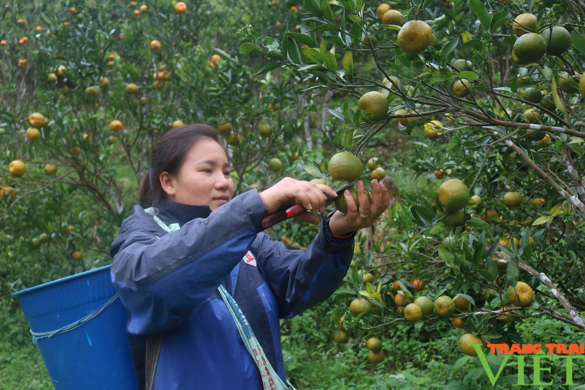 Thứ quả mang lại ấm no cho bà con vùng cao biên giới Lào Cai - Ảnh 3.