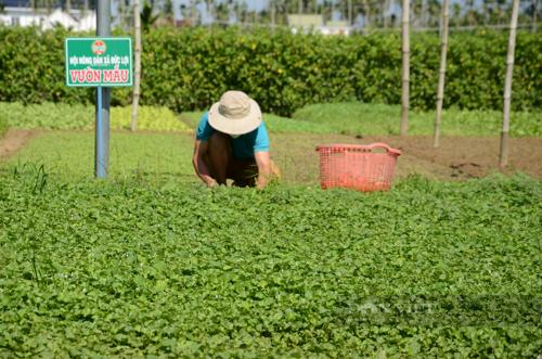 Quảng Ngãi: Mùa xuân đang về trên vùng quê nông thôn mới kiểu mẫu An Mô - Ảnh 4.