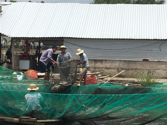 Nuôi cá gì trong ao đất mà ông nông dân Hậu Giang kéo lên bắt hàng tấn, bán giá bình dân vẫn trúng đậm? - Ảnh 1.