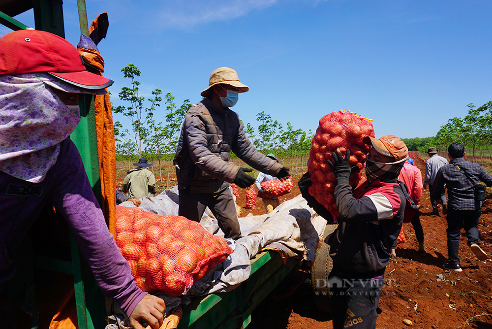 Bộ trưởng Lê Minh Hoan bất ngờ khi hãng nước giải khát lại đi trồng khoai tây giúp dân thu tiền tỷ - Ảnh 3.