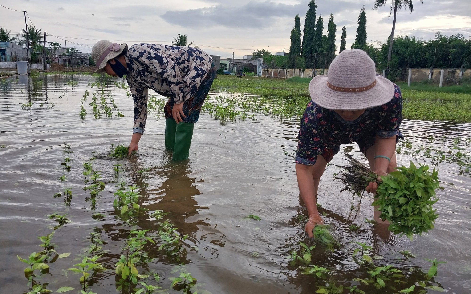 Ninh Thuận: Nông dân rớt nước mắt vì hàng trăm hecta rau màu phục vụ Tết chìm trong biển nước