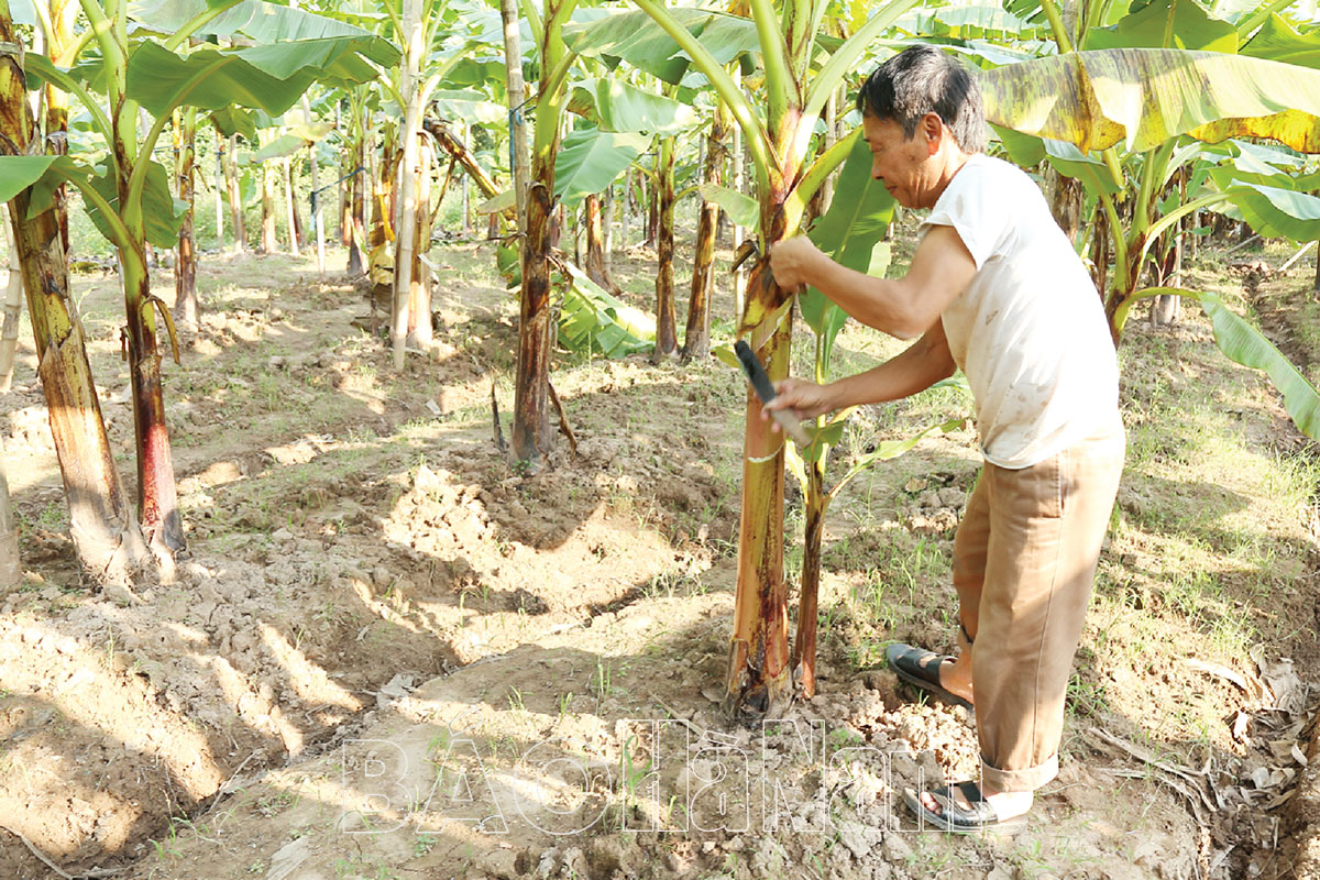 Chuối tiến vua, chuối ngự Đại Hoàng ở Hà Nam càng sát tết giá bán càng tăng - Ảnh 1.